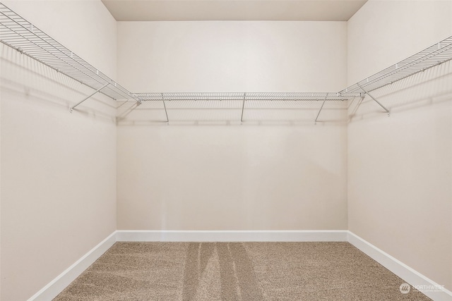 spacious closet with carpet floors