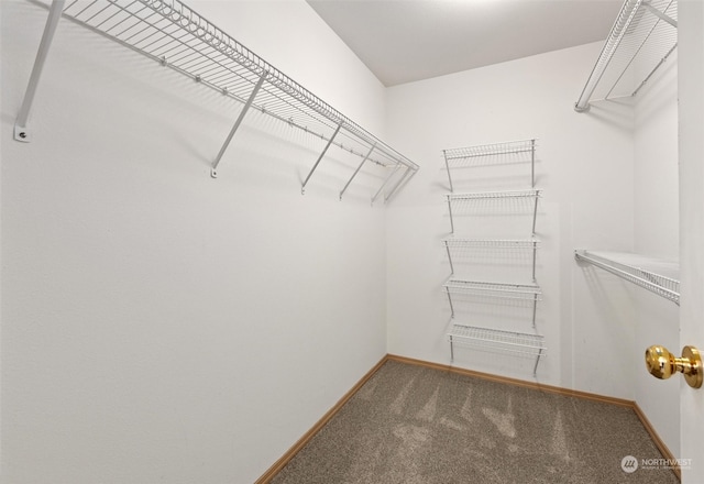 walk in closet featuring carpet floors