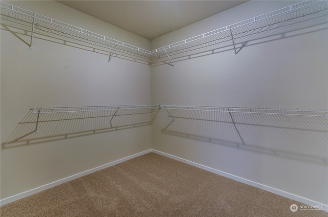 walk in closet with carpet flooring