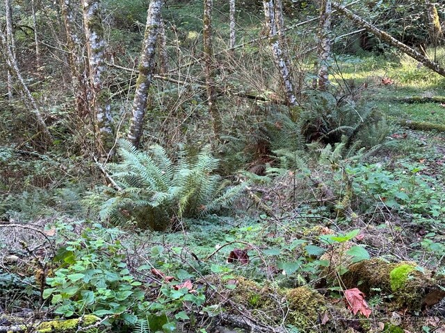 14801 13 Avenue Ct NW, Gig Harbor, WA 98332 - photo 36
