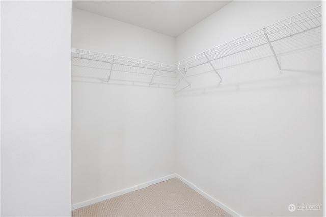 spacious closet featuring carpet flooring