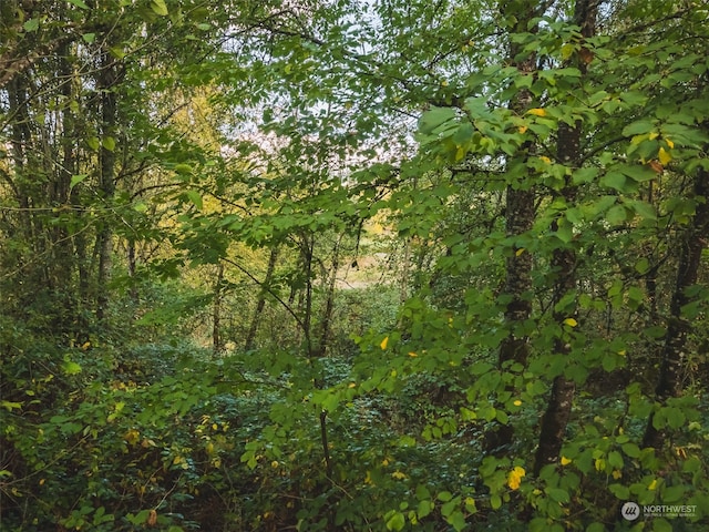 view of local wilderness