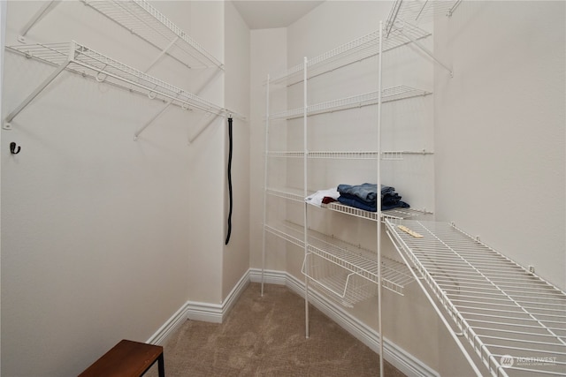 spacious closet with carpet