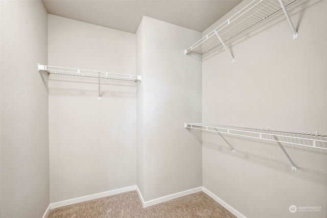 spacious closet featuring carpet