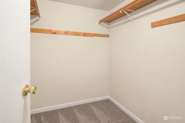 spacious closet featuring carpet flooring