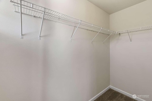 walk in closet featuring carpet flooring