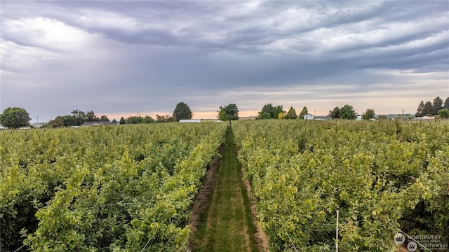 view of nature with a rural view