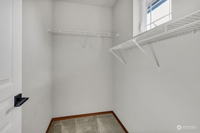 spacious closet featuring carpet flooring