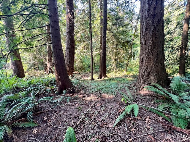 view of local wilderness