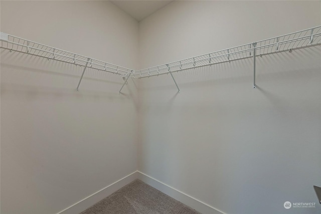 walk in closet featuring carpet flooring