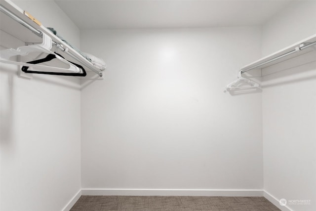 spacious closet featuring carpet floors