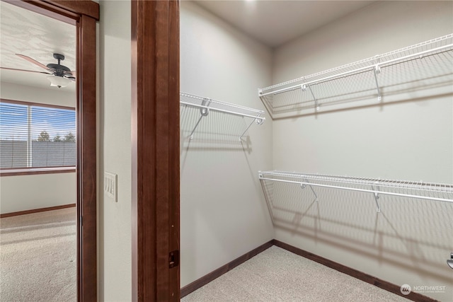 spacious closet featuring carpet and ceiling fan