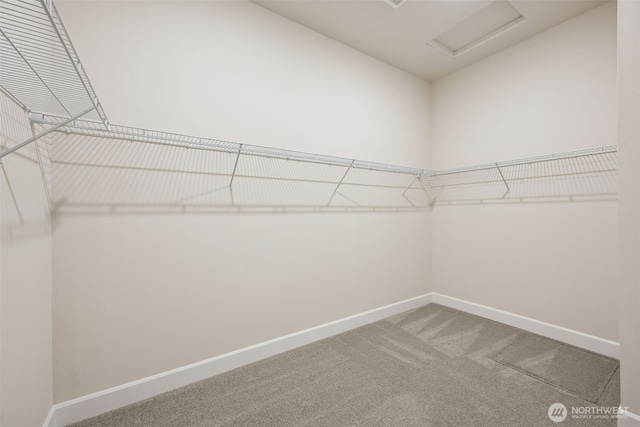 spacious closet with attic access and carpet flooring