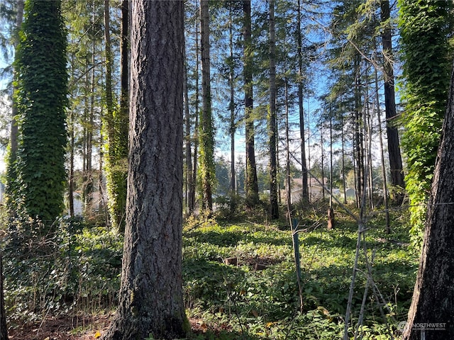 view of local wilderness