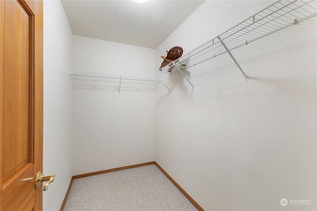 walk in closet with carpet floors