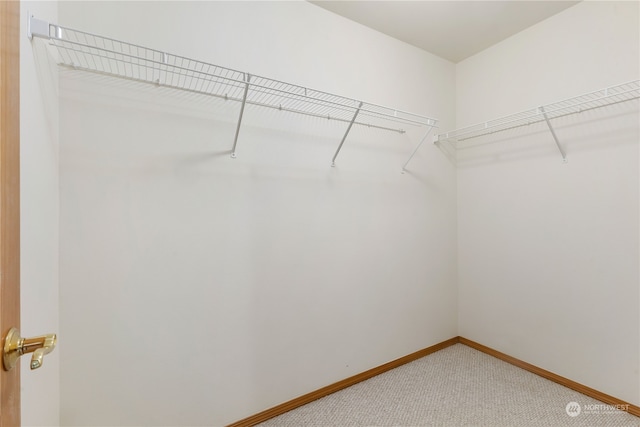 spacious closet featuring carpet floors