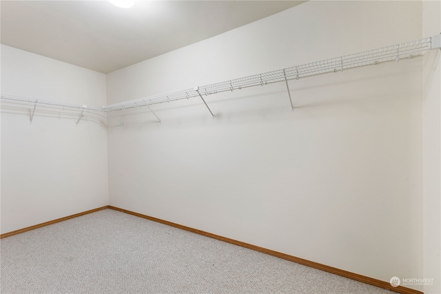 walk in closet with carpet flooring