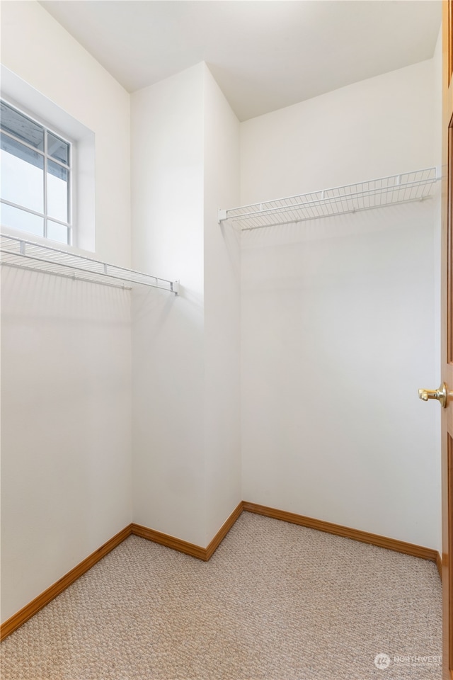 walk in closet featuring carpet flooring