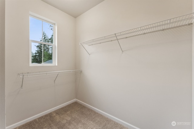 spacious closet featuring carpet flooring