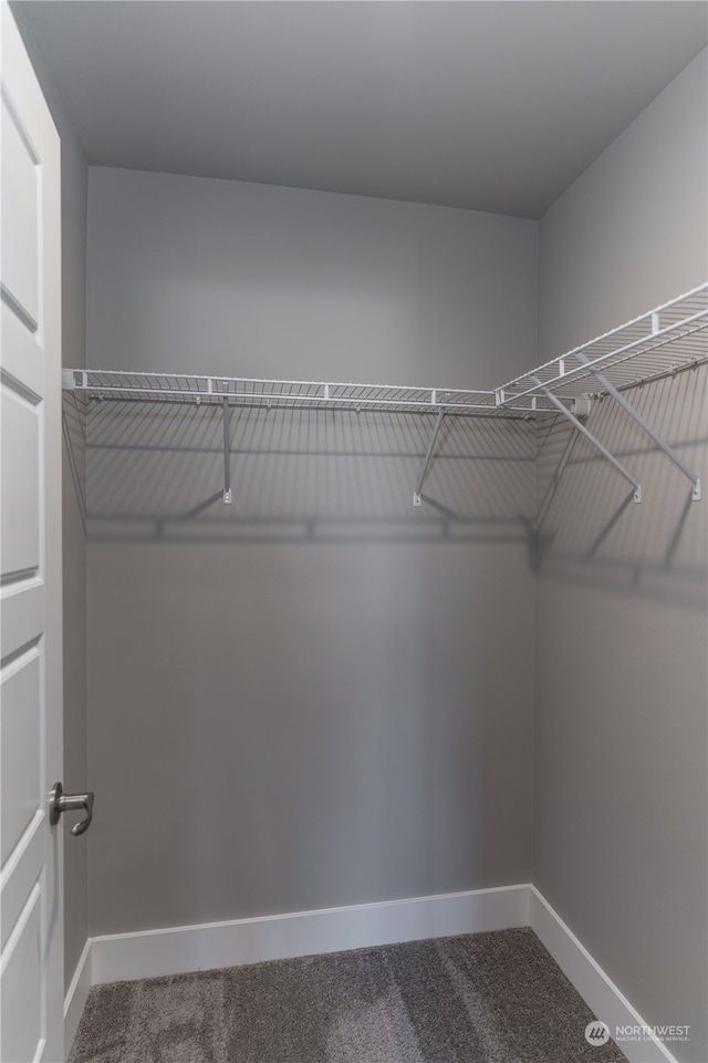 spacious closet featuring carpet flooring