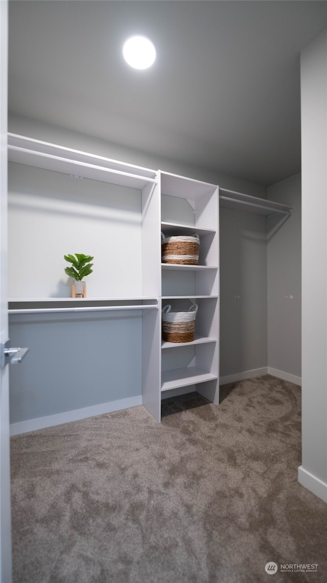 spacious closet featuring carpet