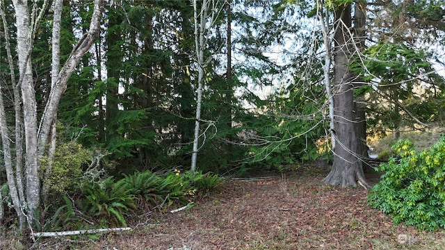 view of local wilderness