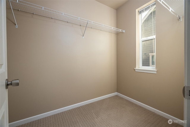 walk in closet with carpet floors