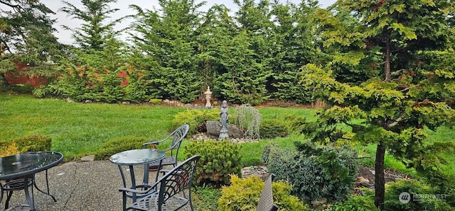 view of yard featuring a patio
