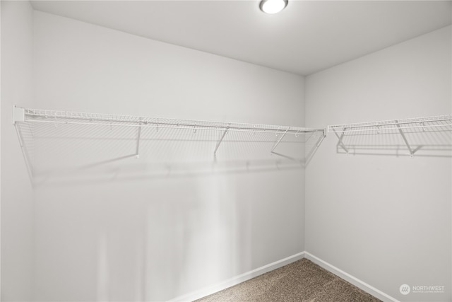 walk in closet with carpet flooring