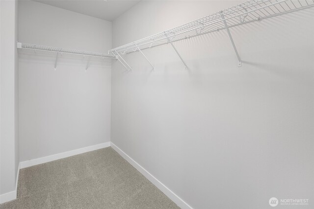 walk in closet featuring carpet flooring