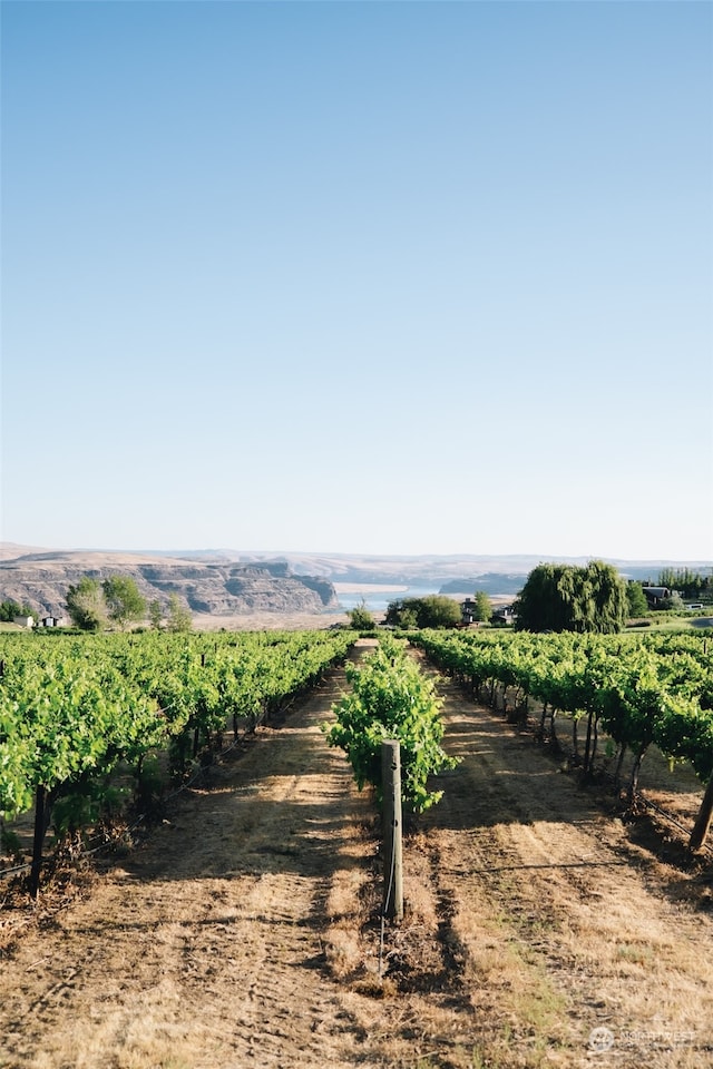 view of yard featuring a rural view