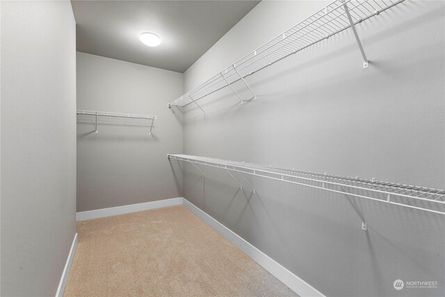 walk in closet featuring carpet flooring