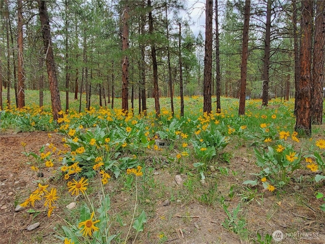 5 Chase Rd N, Winthrop, WA 98862 - view of woods