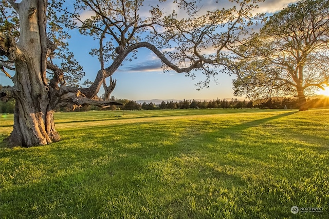 view of yard at dusk