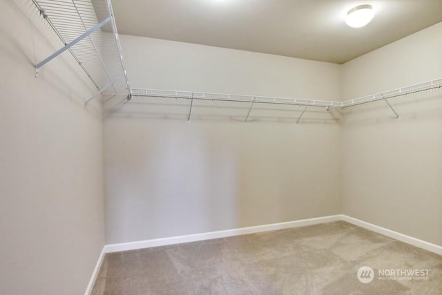 spacious closet featuring carpet