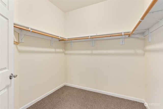 walk in closet with carpet flooring