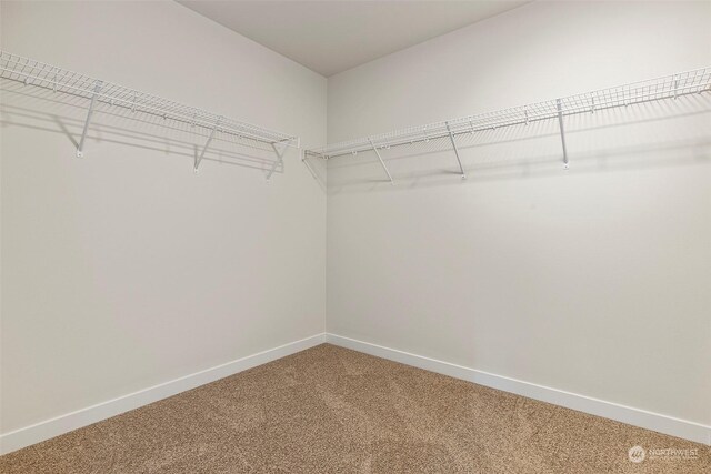 spacious closet with carpet flooring