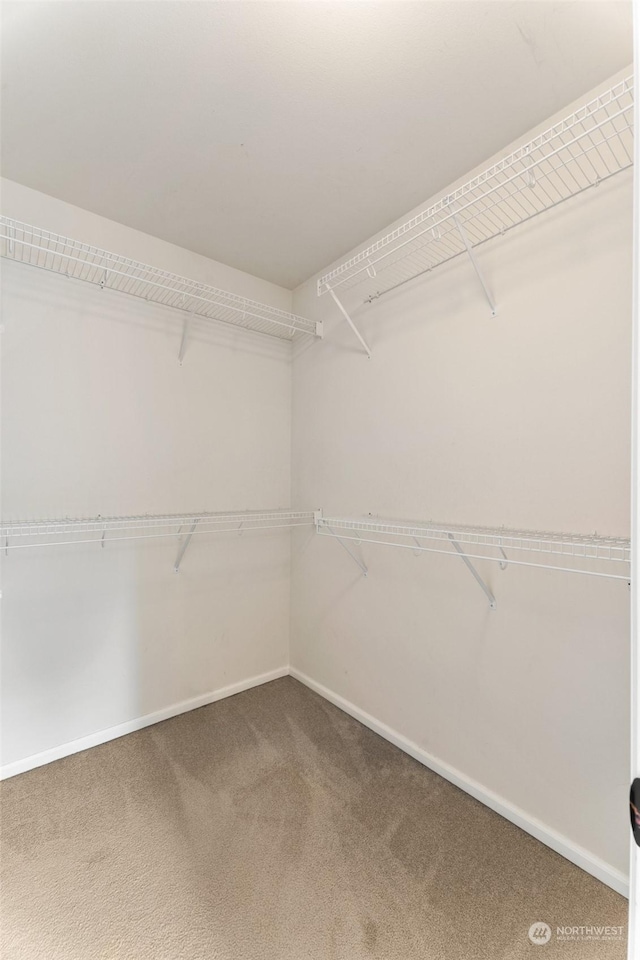 walk in closet featuring carpet floors