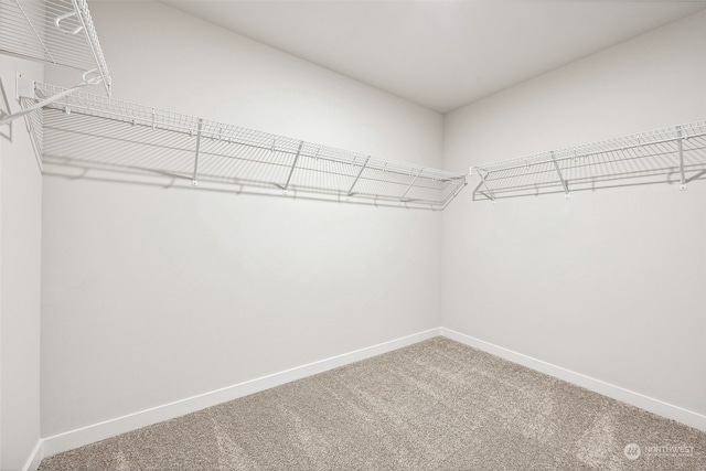 walk in closet with carpet floors