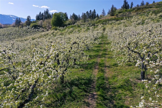0 Ludwig Hill Rd, Peshastin, WA 98847