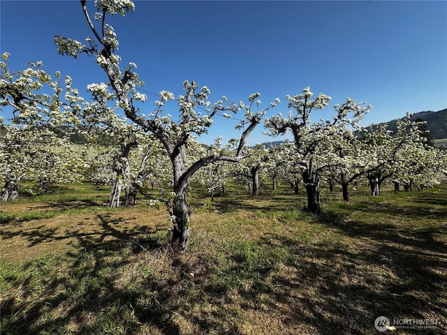 0 Ludwig Hill Rd, Peshastin, WA 98847