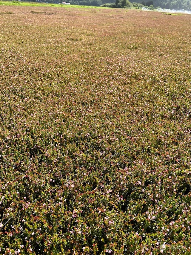 view of yard featuring a rural view