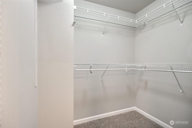 spacious closet featuring carpet