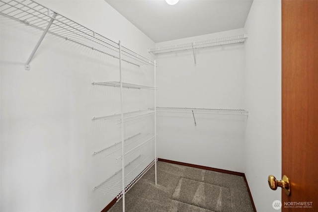 spacious closet featuring carpet flooring