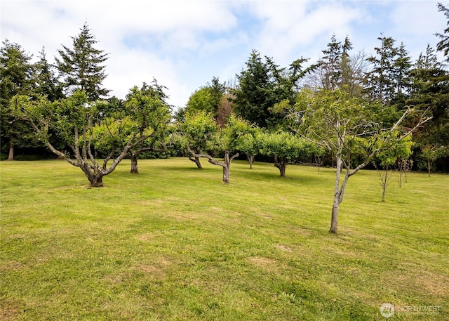 4495 Sequim Dungeness Way, Sequim, WA 98382 - view of green lawn