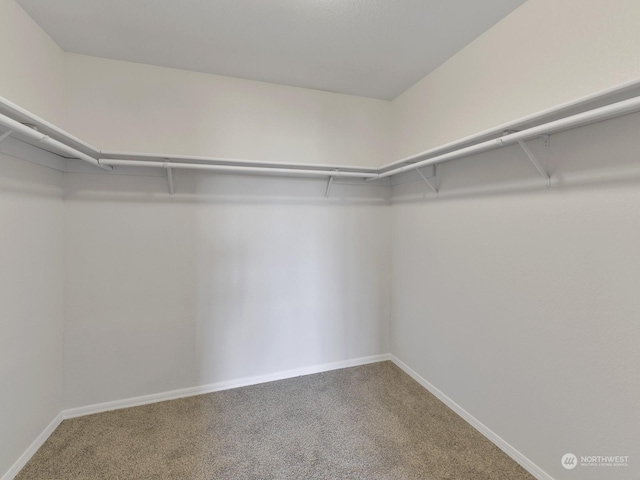 spacious closet featuring carpet flooring