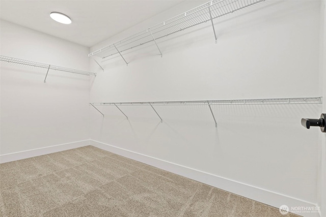 walk in closet with carpet flooring