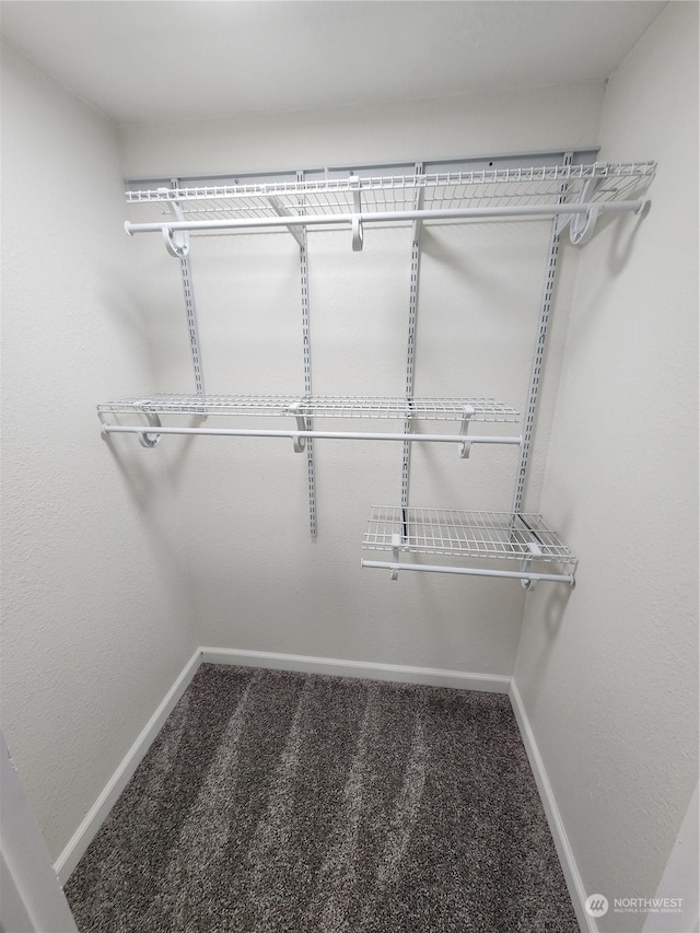 spacious closet featuring carpet