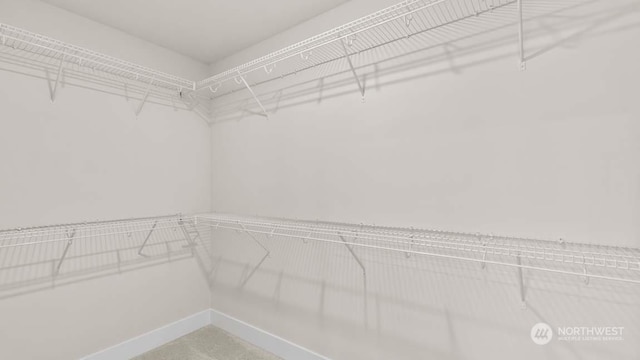 walk in closet with carpet flooring