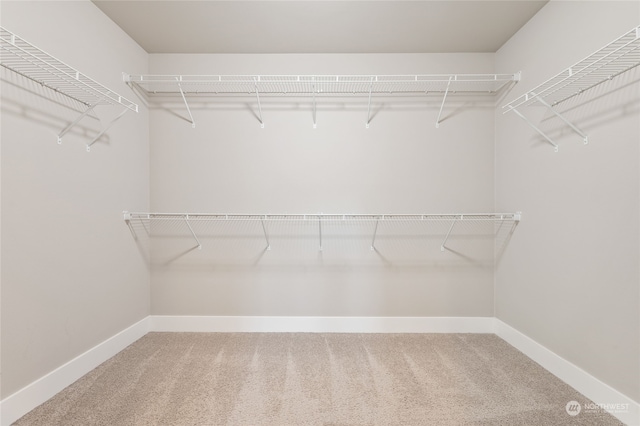 walk in closet featuring carpet flooring